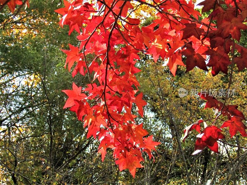 日本。11月。秋叶之静美。
