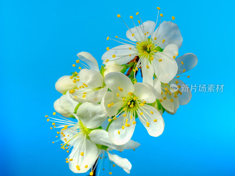 在蓝色的背景上，一棵梅树开花了。盛开的小白李花。