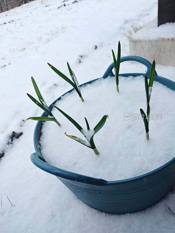 雪中的大蒜