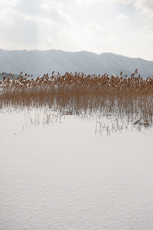 冬天的风景