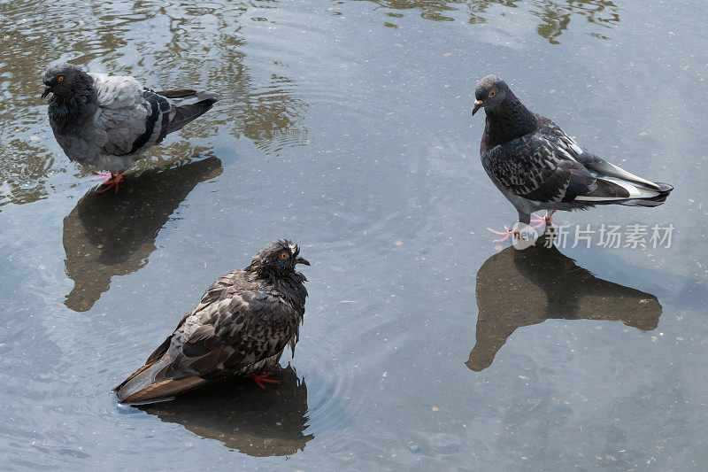 水坑里的鸽子。城市环境中的鸟类。
