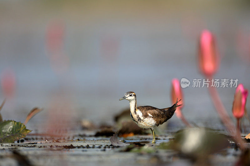 红尾水雉