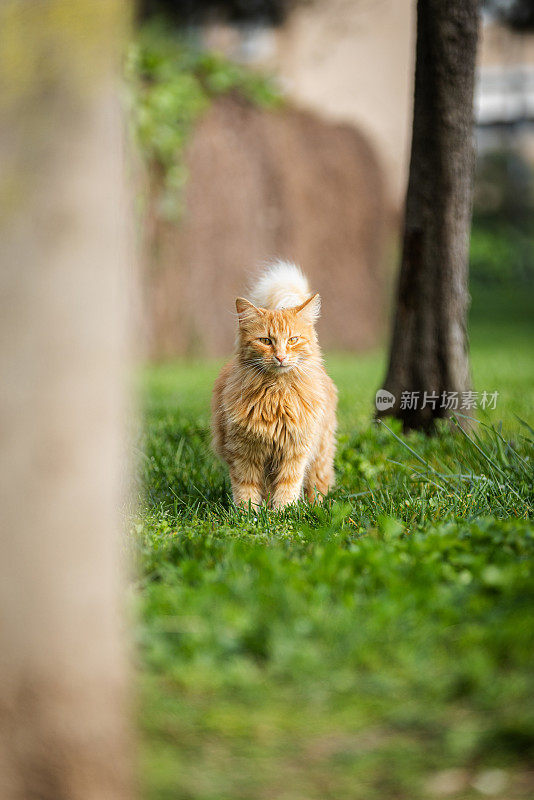 姜黄色的流浪猫。