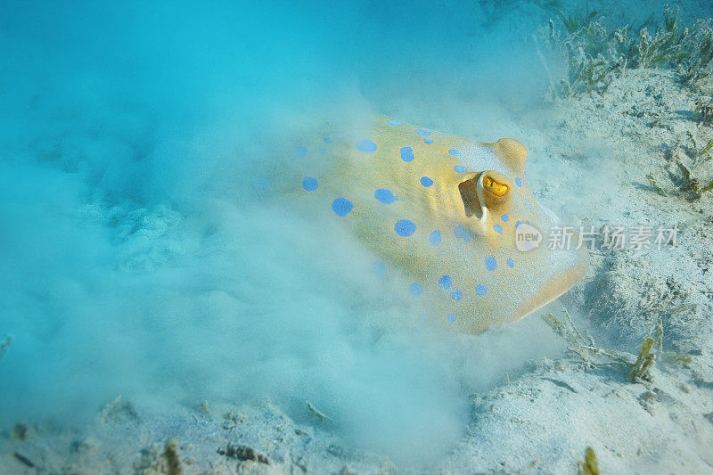 蓝斑黄貂鱼在沙滩上的海洋生物水下照片潜水者的观点