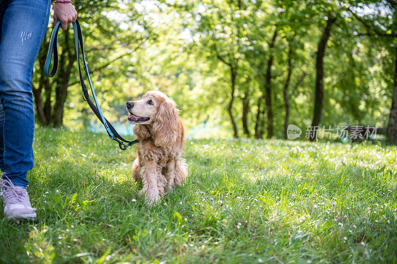 一只可卡犬和主人一起散步