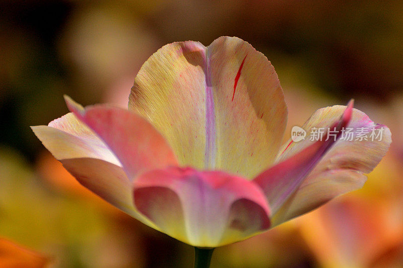 在昭和纪念公园盛开的郁金香花:彩色背景的一朵花