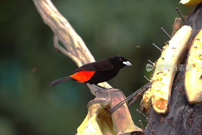 猩红驼背Tanager