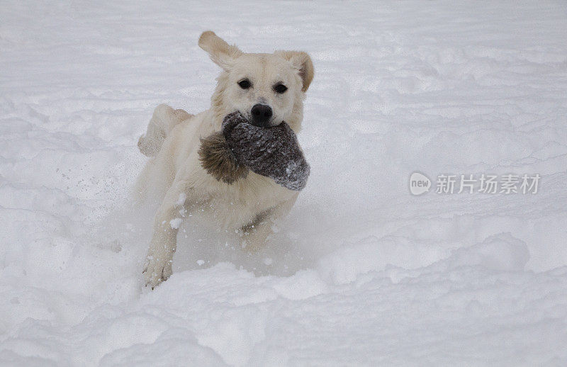 可爱的金毛猎犬在雪地里玩耍