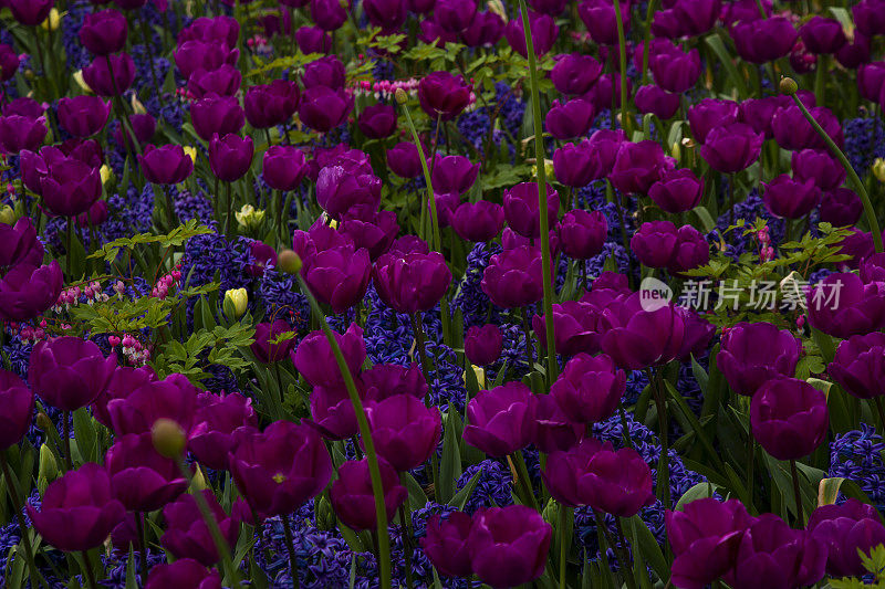 郁金香和风信子蓝紫色的背景
