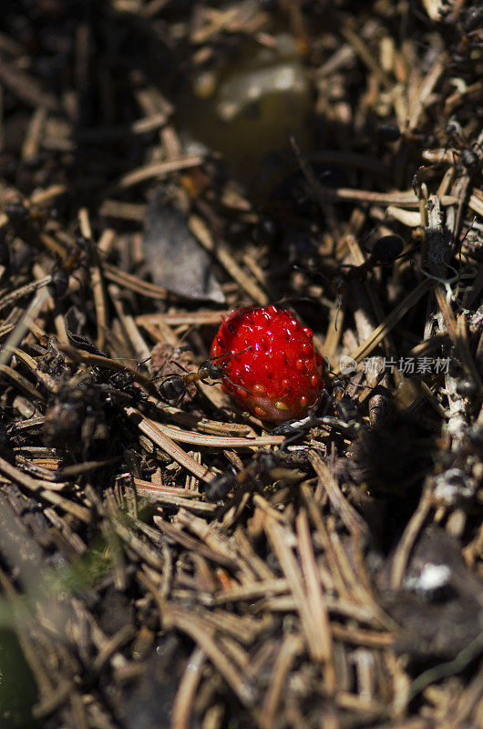 在蚁丘中，有选择性地关注一颗野草莓