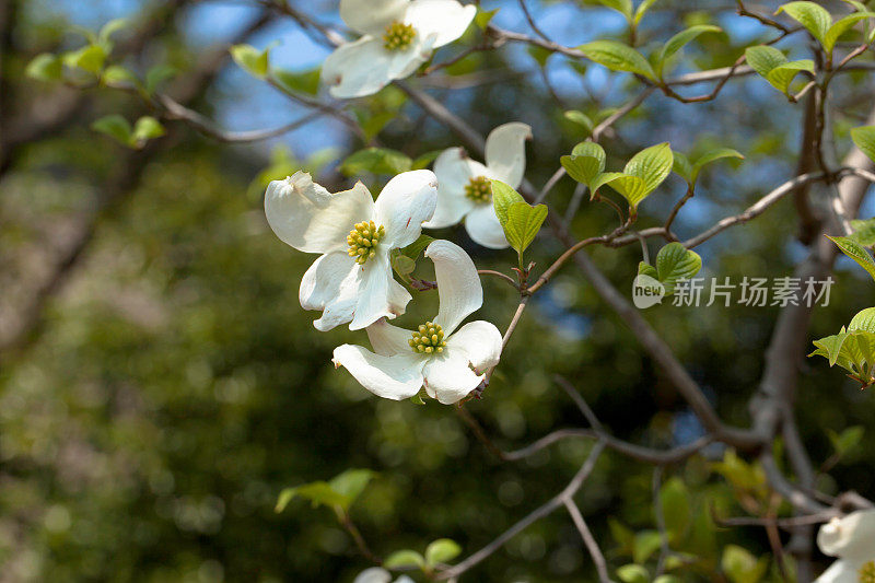 白色开花的山茱萸树(山茱萸佛罗里达)在盛开，近