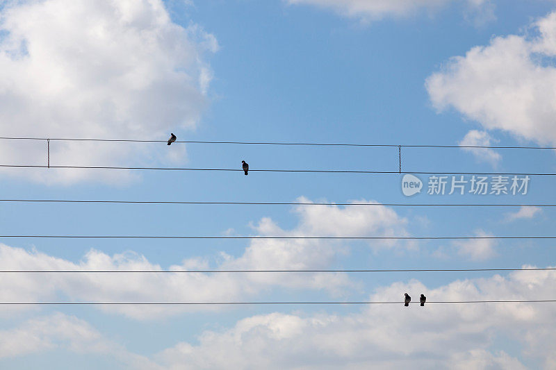 鸟儿们坐在电线上