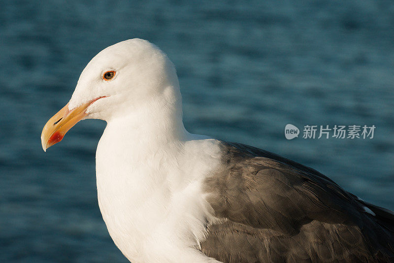 西部黄金