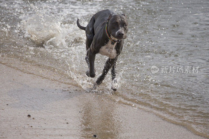 在半月湾，加利福尼亚奔跑的Pitfull狗
