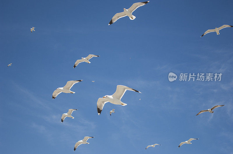 加利福尼亚海鸥在头顶飞过