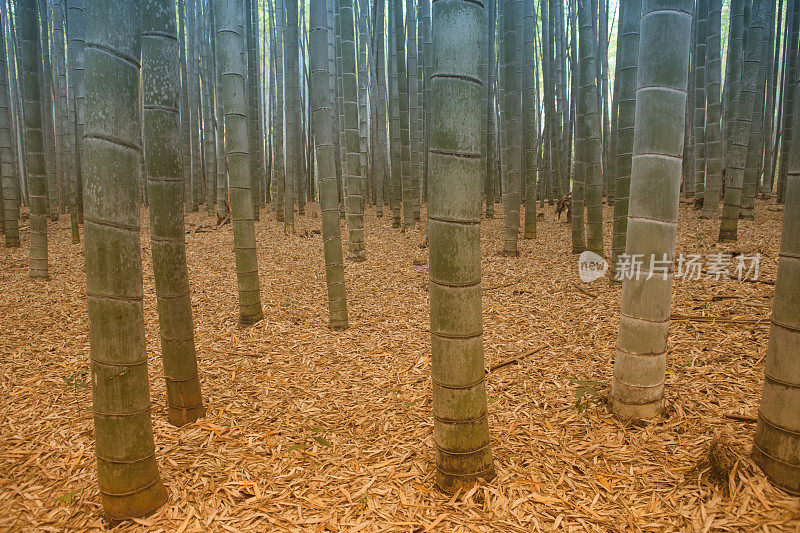 日本京都佐野岚山竹沟森林