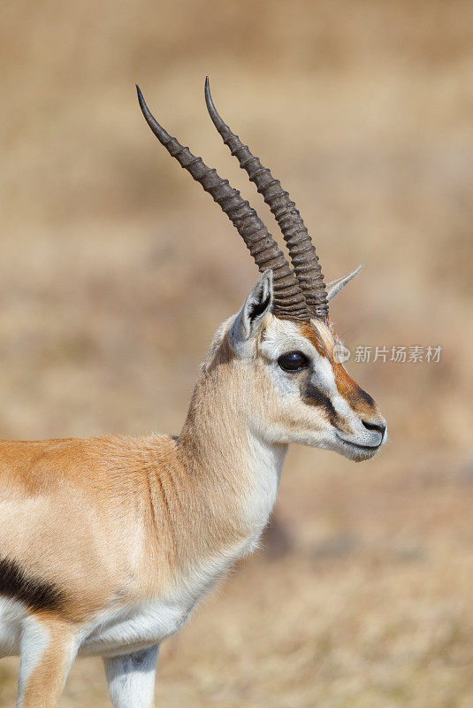 位于非洲坦桑尼亚恩戈罗戈罗火山口的汤姆逊瞪羚