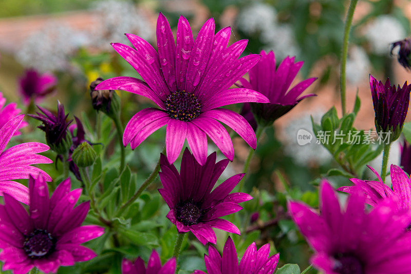 紫色雏菊花(菊科)，Cinfães，葡萄牙