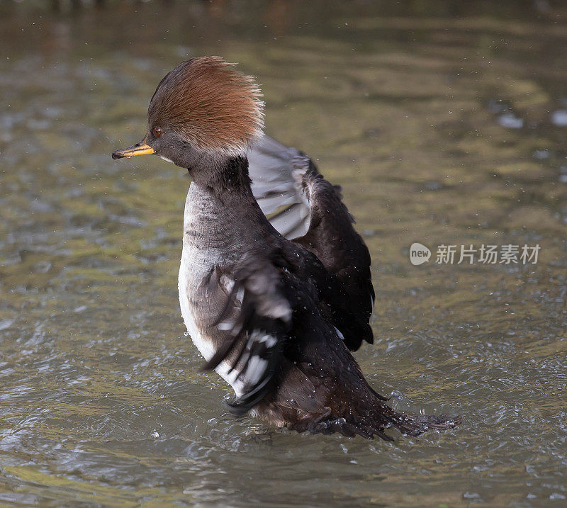 连帽秋沙鸭