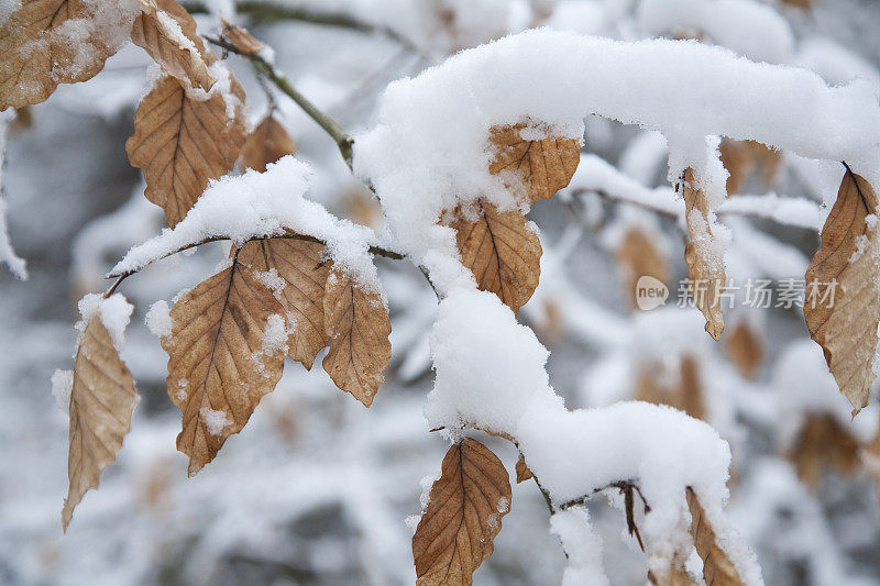 雪山毛榉树枝