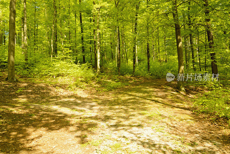 阳光在山毛榉林中