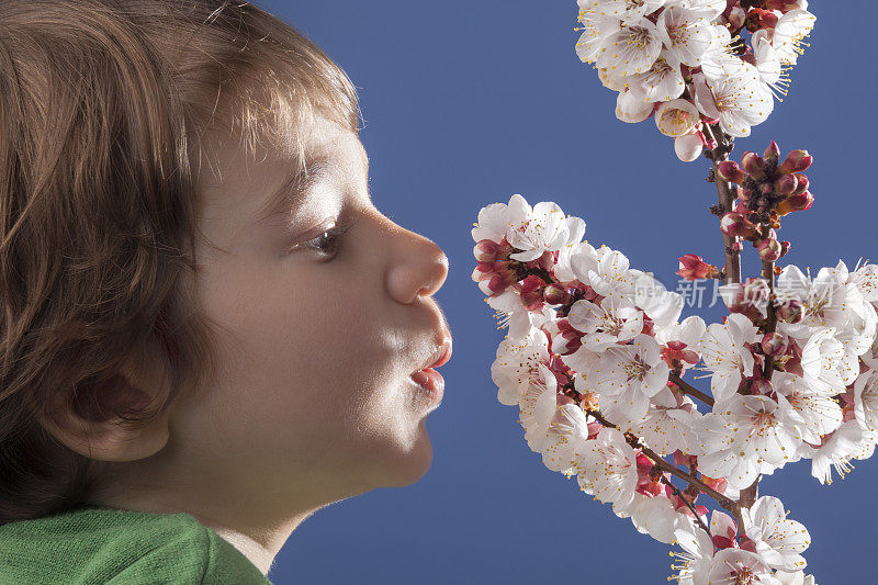 蓝天背景下的小男孩闻梅花