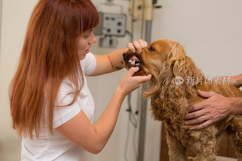 女兽医检查狗的牙齿