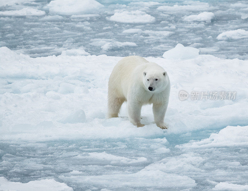 北极熊在浮冰上