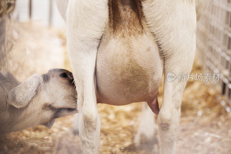 小山羊喝牛奶