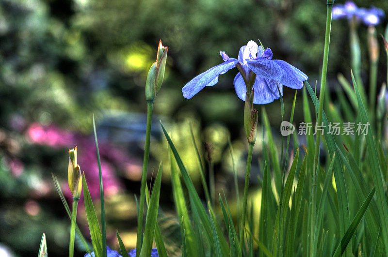 花园里的紫色鸢尾