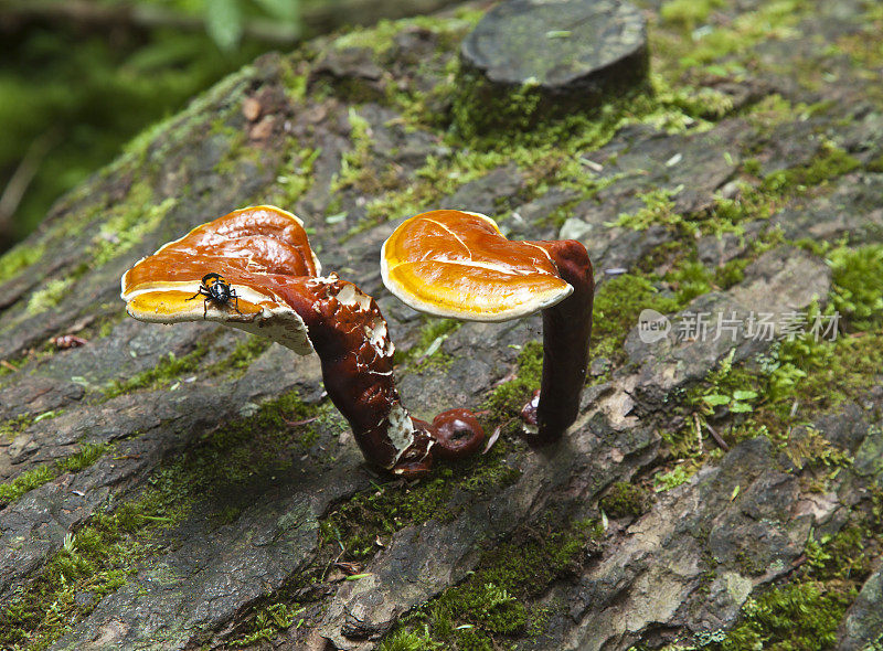 铁杉清漆架子蘑菇上的红橙色和黑色甲虫