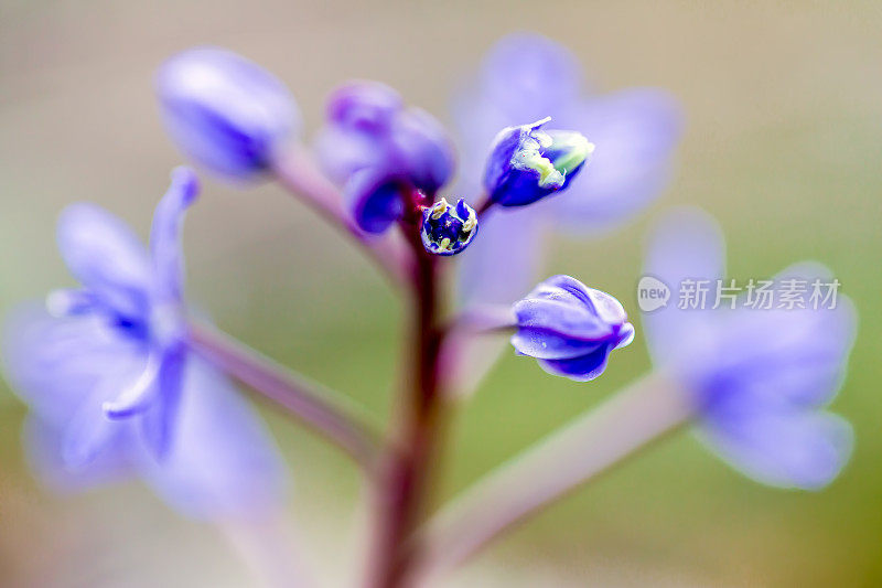 风信子的花蕾正在开放