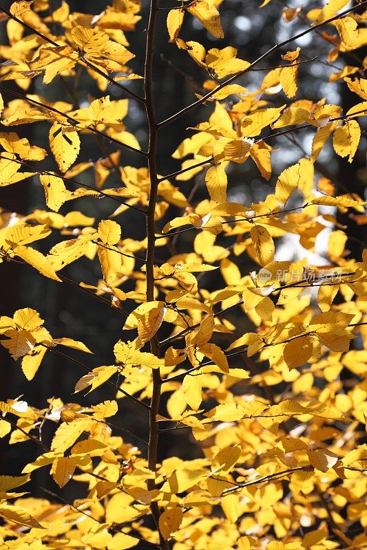 森林在秋天与金色的山毛榉树