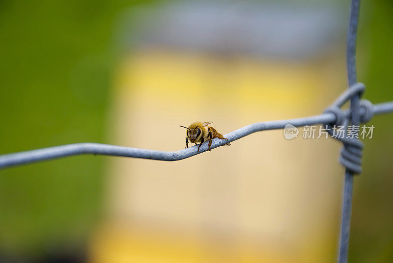 铁丝网上的蜜蜂