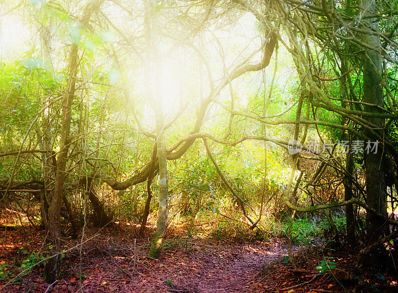童话般的场景，阳光渗透进森林空地