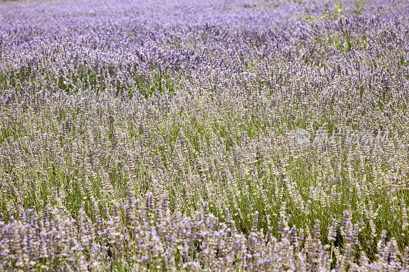 普罗旺斯fields