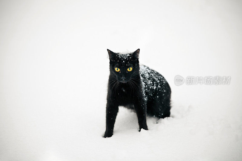 雪地上的黑猫