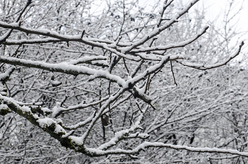 冰雪覆盖的冬季树木