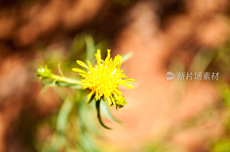 野花，拱门国家公园，犹他州