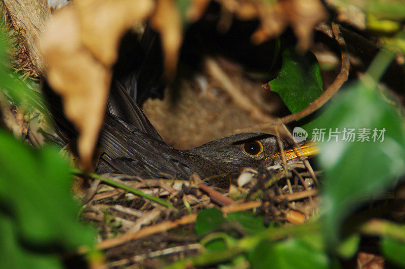 二月里，黑鸟在这里筑巢