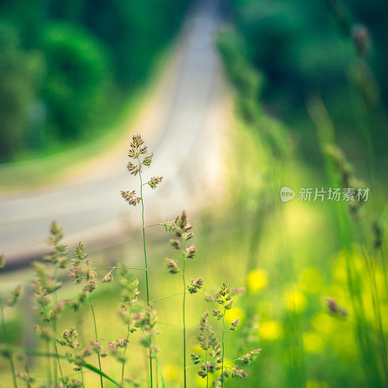 春季景观与道路(倾斜移位)