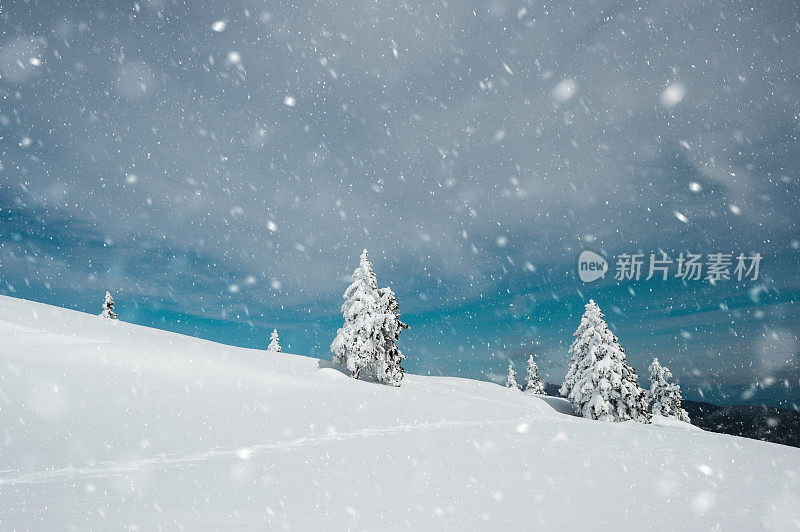 松林里飘着雪花