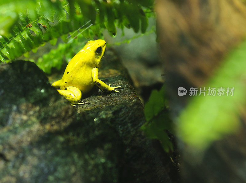 石头上的金色毒蛙