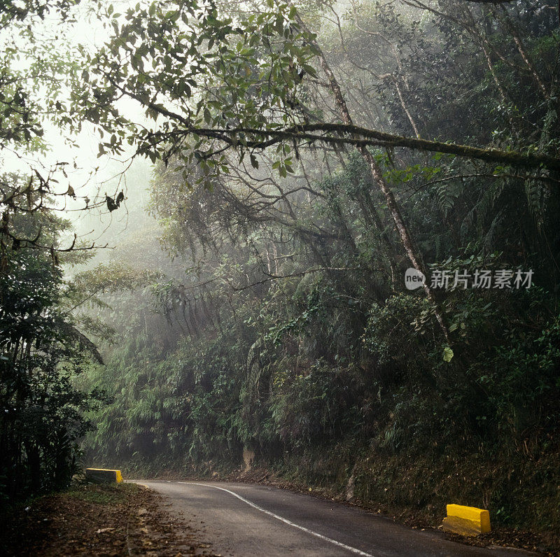 雨林中的路