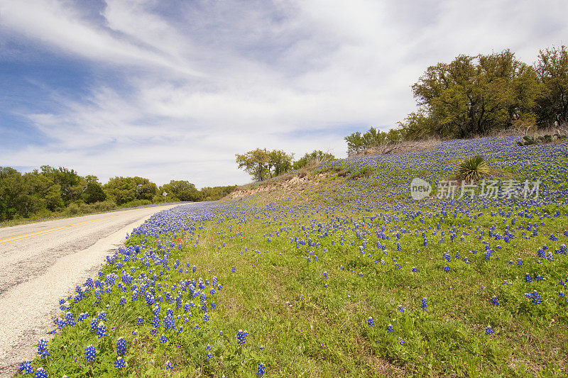 在德克萨斯州山区的高速公路上，野生的春天蓝矢车菊