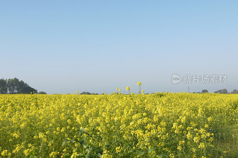 黄色的菜籽油或油菜田