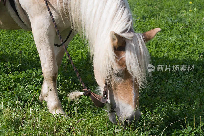 马吃草