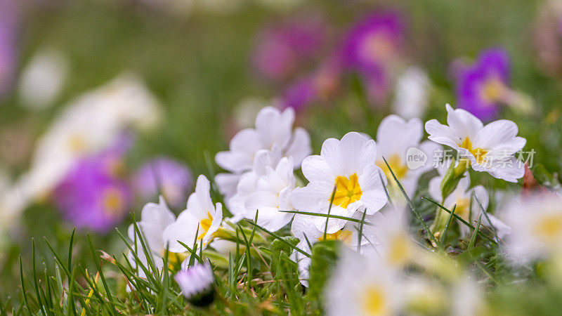 春季复活节草地上有五颜六色的报春花(报春花)，选择性聚焦。