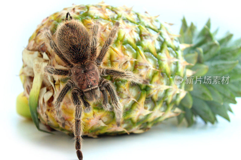 热带狼蛛爬在菠萝上的图片