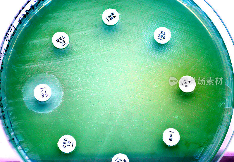 气生假单胞菌对抗生素的敏感性测试。